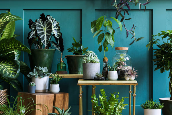 Calming plants for meditation room: Snake plant, peace lily, spider plant, succulents.