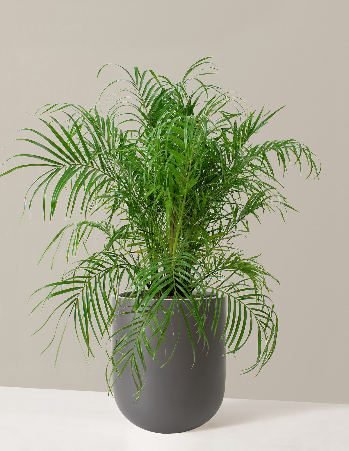Areca Palm indoor