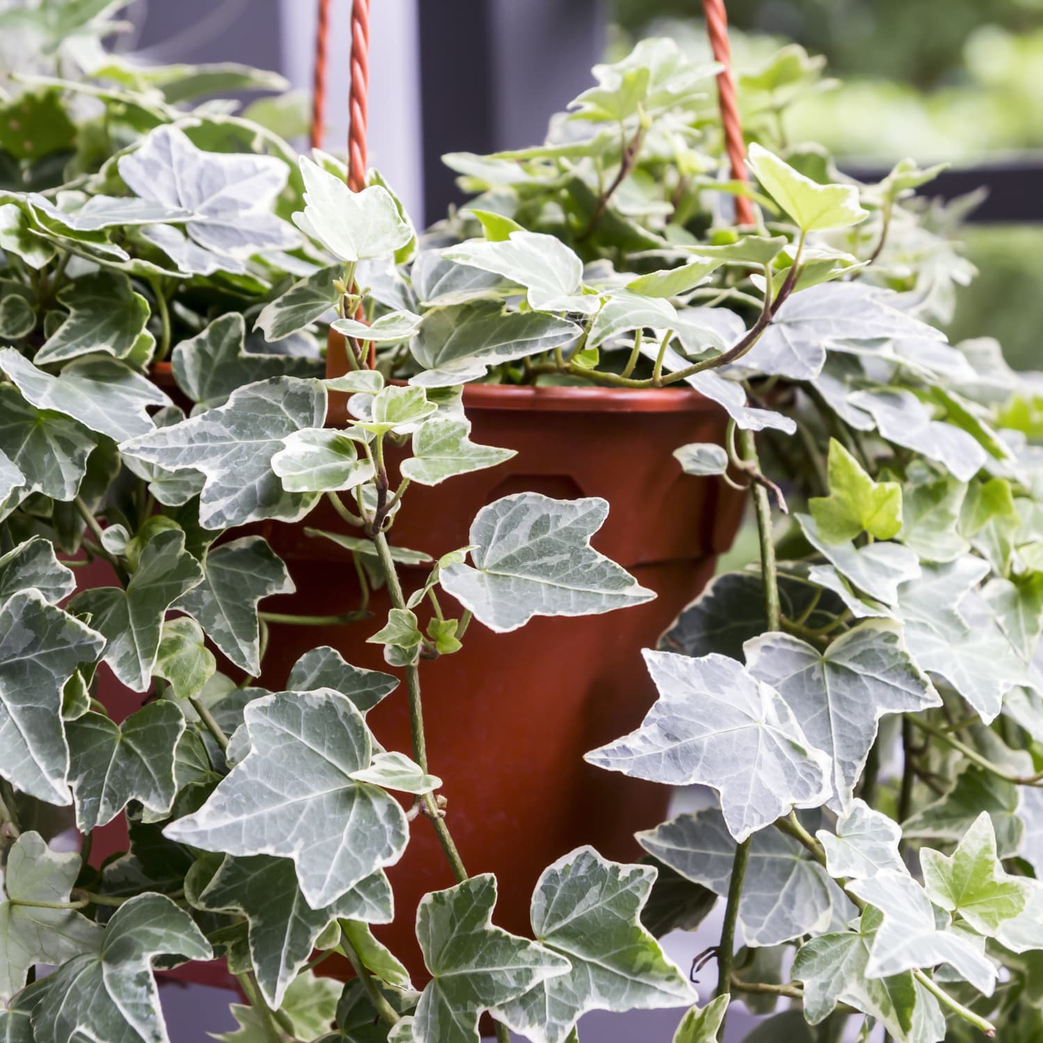 english ivy indoor