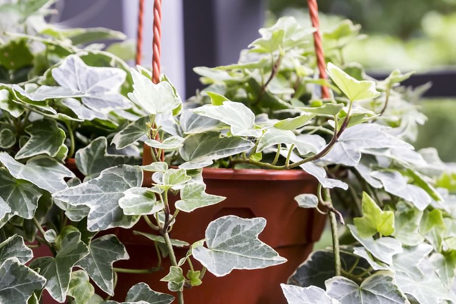 english ivy indoor