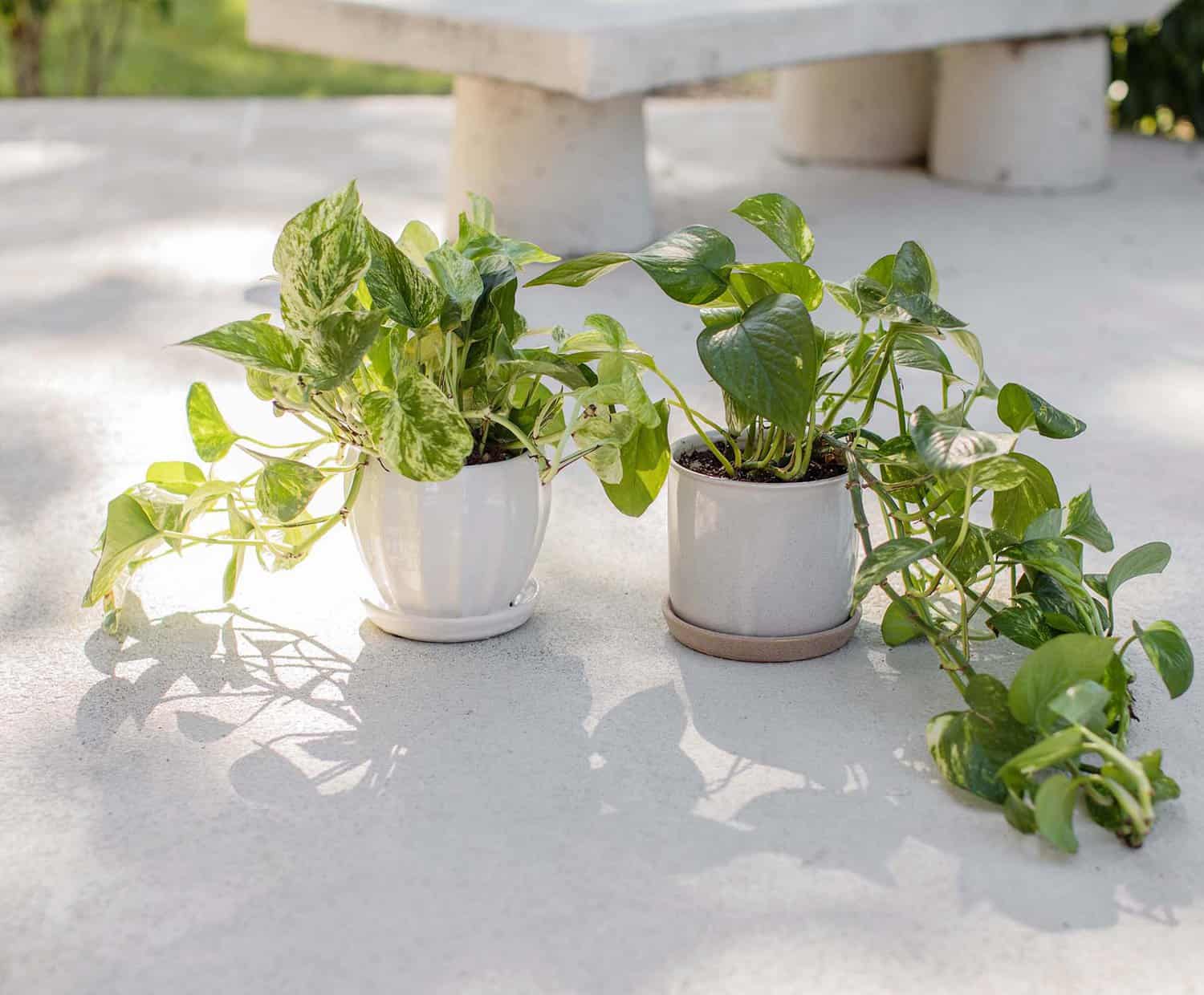 golden pothos plant