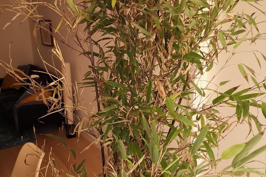 indoor bamboo plant
