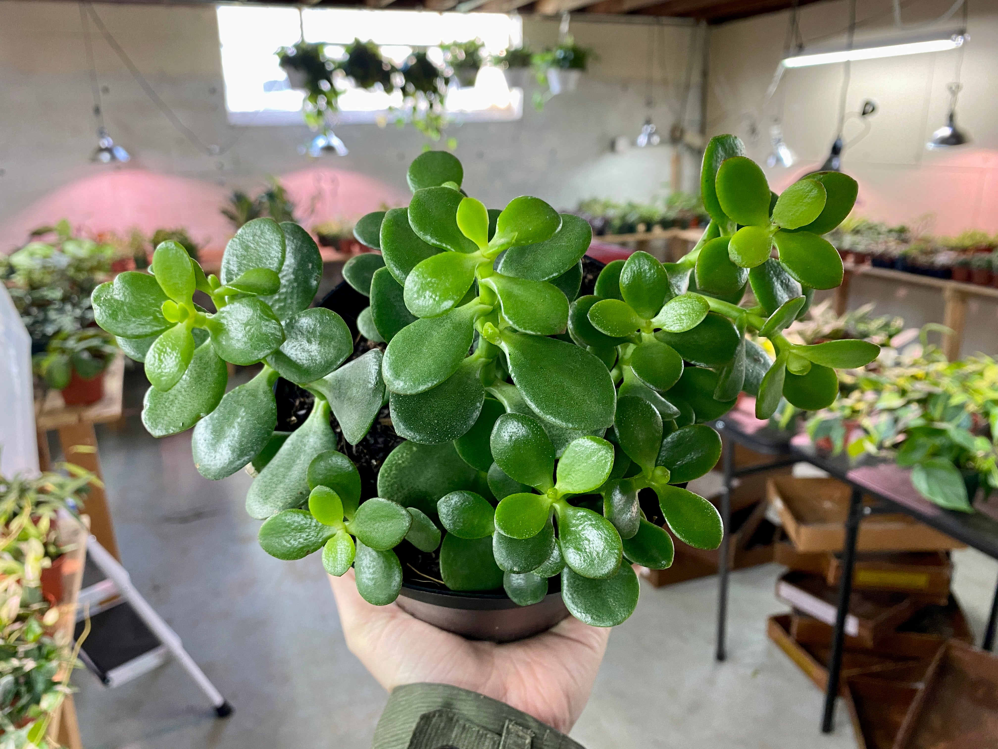jade plant