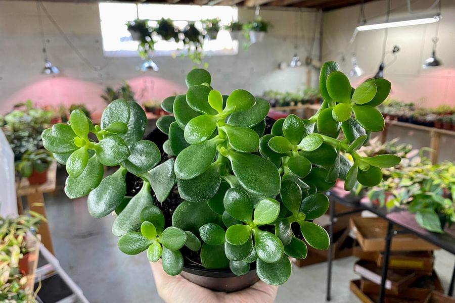 jade plant