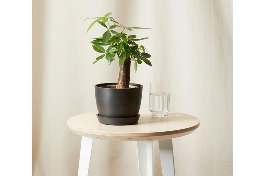 Money Tree plant in meditation area