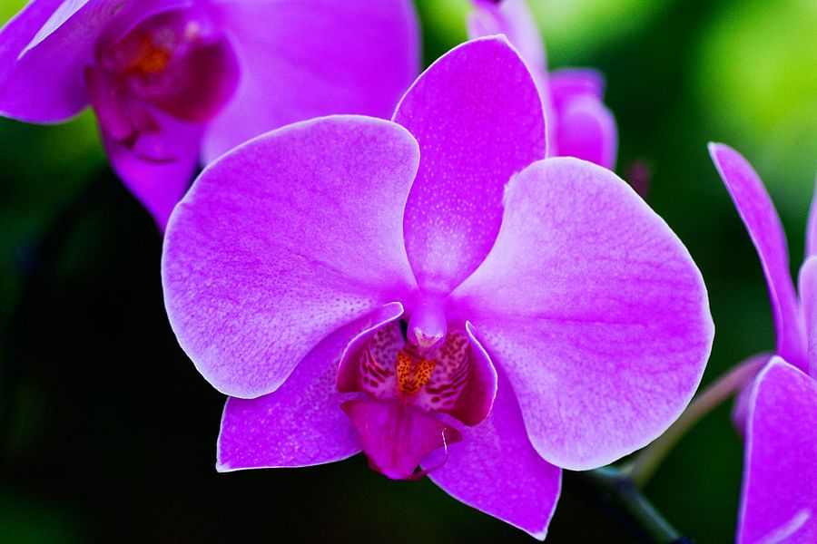 Orchid for spiritual growth