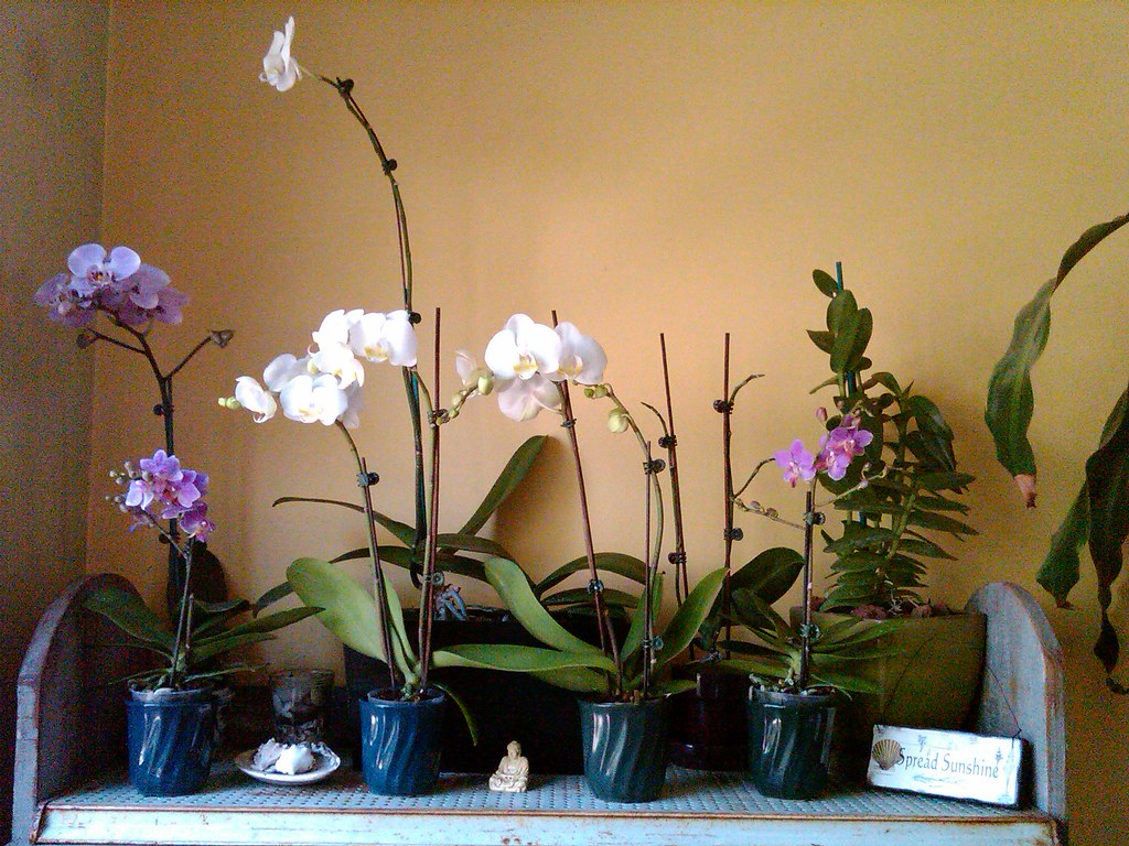 orchid plant indoor