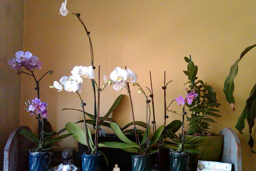 orchid plant indoor
