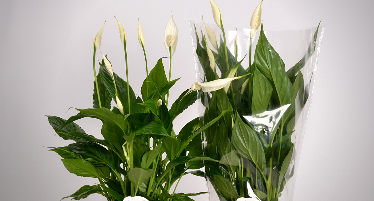 Peace Lily in meditation room