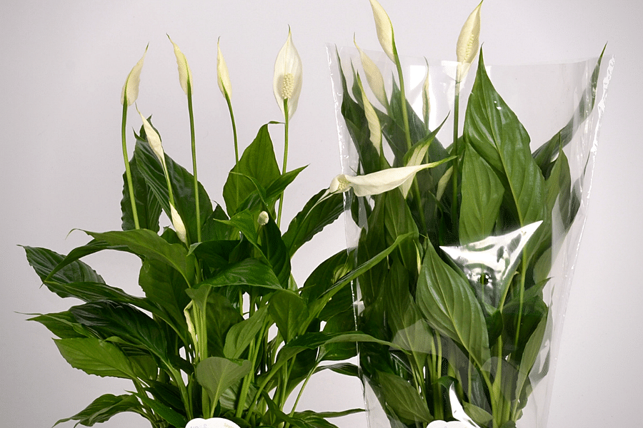 Peace Lily in meditation room