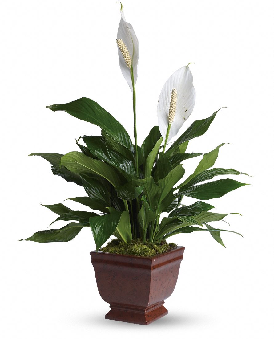 peace lily indoor plant
