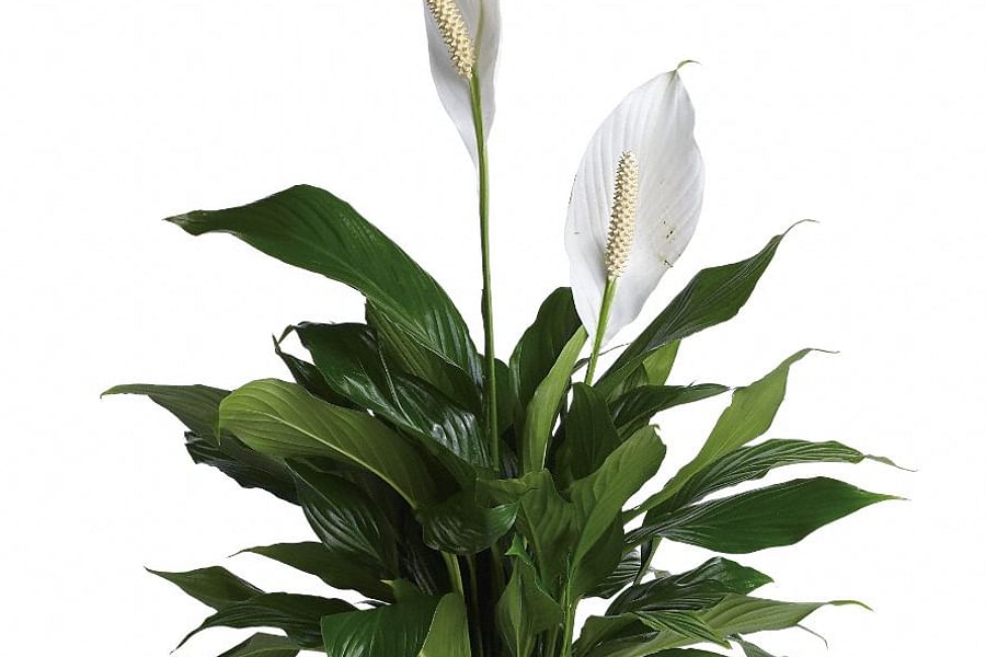 peace lily indoor plant