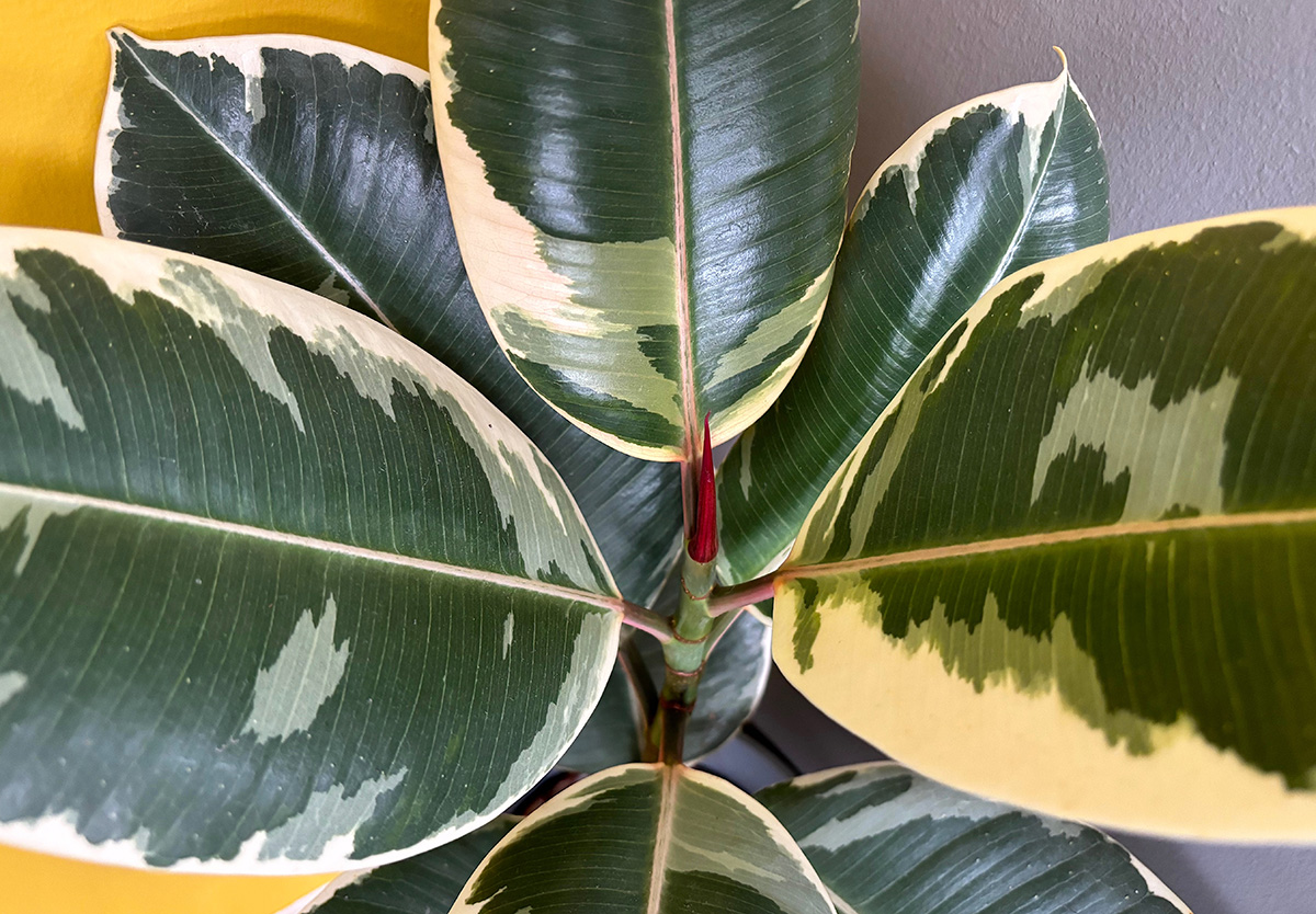 Rubber Plant Feng Shui