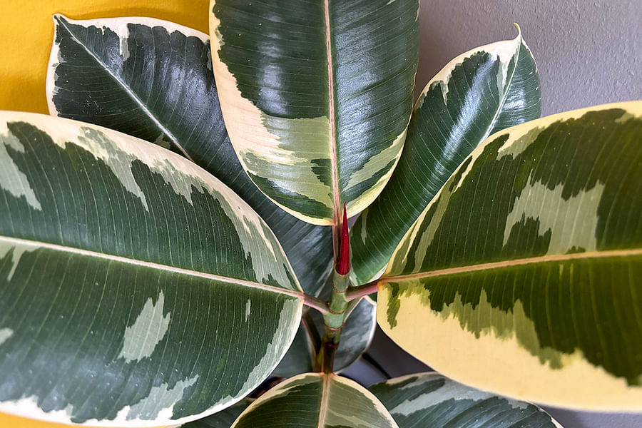 Rubber Plant Feng Shui