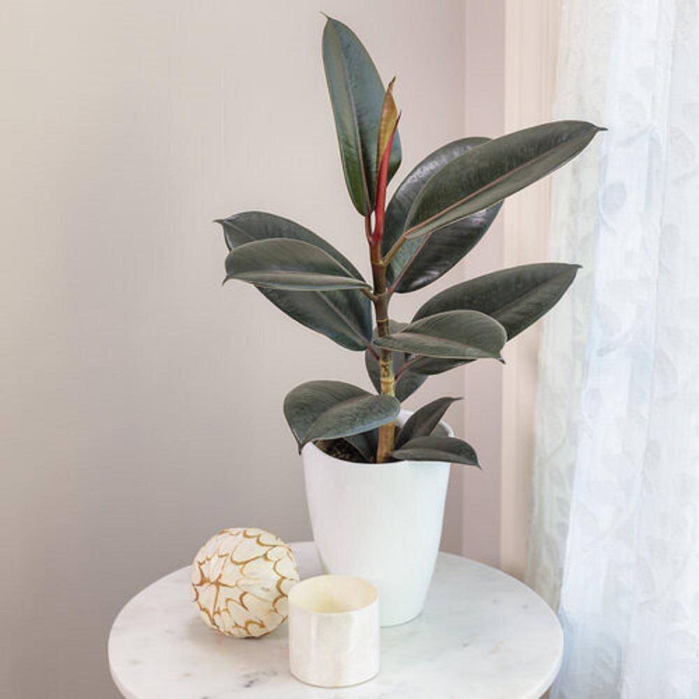 rubber plant indoor