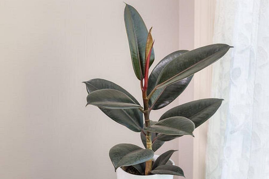 rubber plant indoor